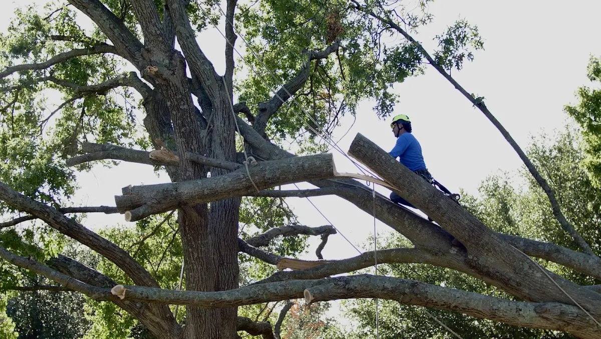 Professional Crown Thinning performed by certified arborists in Bovard
