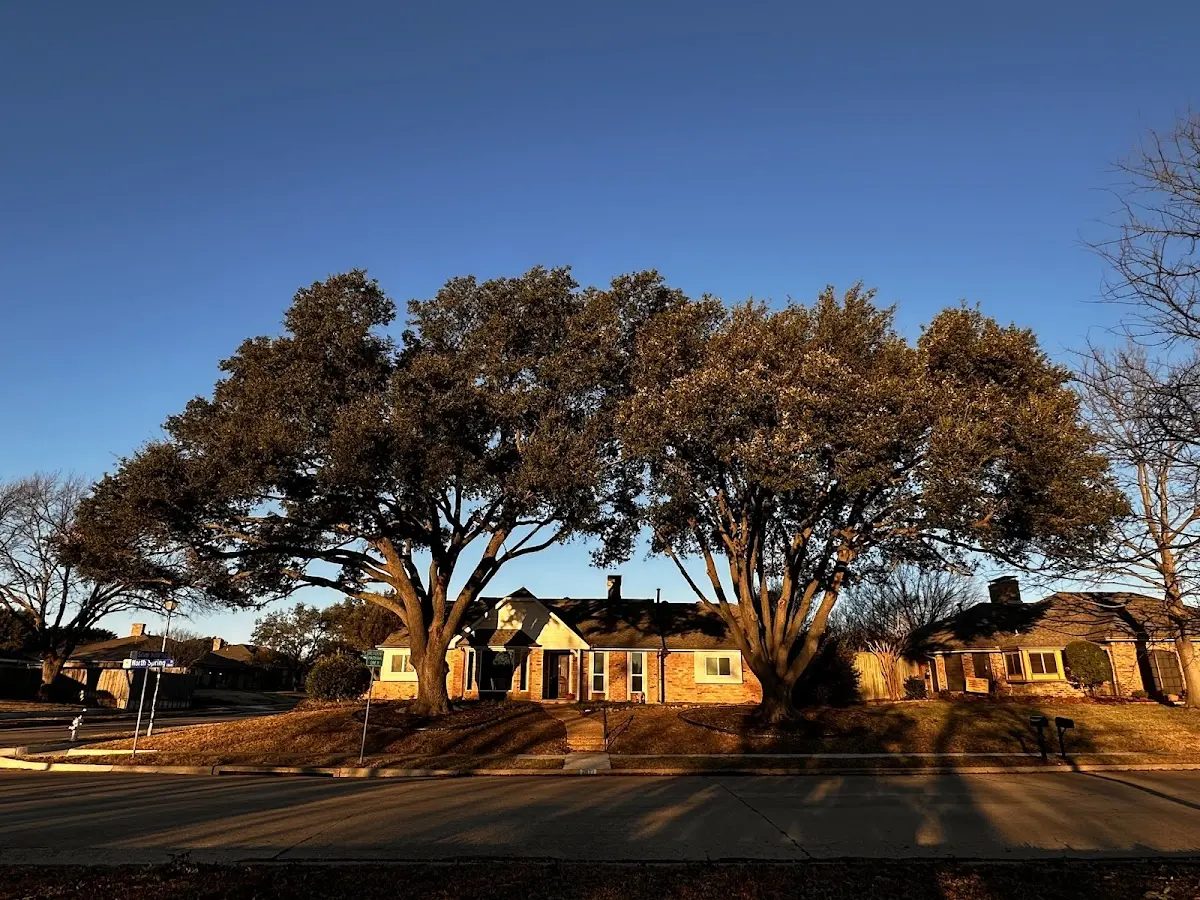 Established residential canopy tree shading a home in Bovard